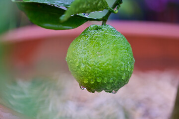 Growing fruit and vegetables in an urban homestead and mini farm