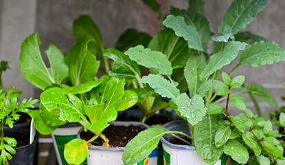 Growing  vegetables in an urban homestead and mini farm
