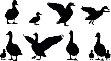 Silhouettes of ducks and geese in various poses, flying, standing, and grouped with ducklings, isolated on white background vector © Natasha Laura 