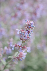lavender field, beautiful purple flowers, nature background