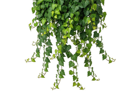 Green Hanging Vine Plant With Small White Dots Isolated On Black Background Vibrant Foliage Detailed Leaves Natural Growth Pattern Lush Vegetation Outdoor Element
