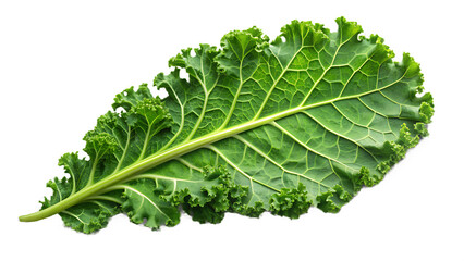 Fresh green curly kale leaf isolated on transparent background