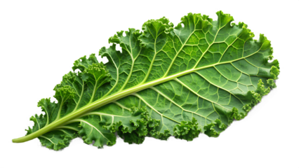 Fresh green curly kale leaf isolated on transparent background