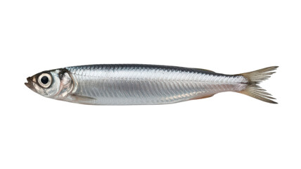 Shiny Silver Fish Swimming Gracefully Across Transparent Backdrop Aquatic Creature with Iridescent Scales and Streamlined Form Marine Animal with Smooth Skin and Slim Silhouette