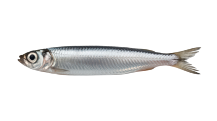 Shiny Silver Fish Swimming Gracefully Across Transparent Backdrop Aquatic Creature with Iridescent Scales and Streamlined Form Marine Animal with Smooth Skin and Slim Silhouette