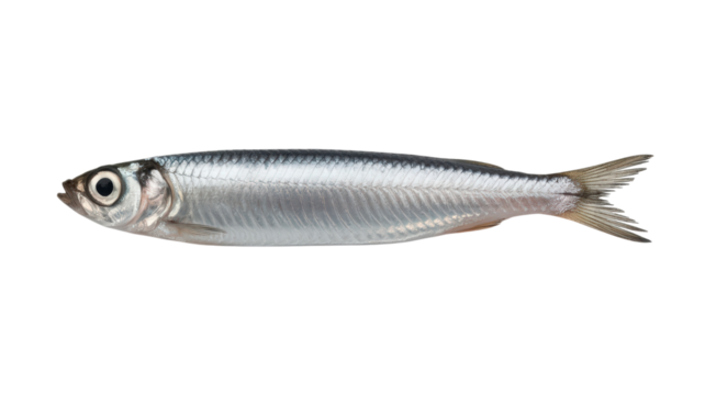 Shiny Silver Fish Swimming Gracefully Across Transparent Backdrop Aquatic Creature with Iridescent Scales and Streamlined Form Marine Animal with Smooth Skin and Slim Silhouette