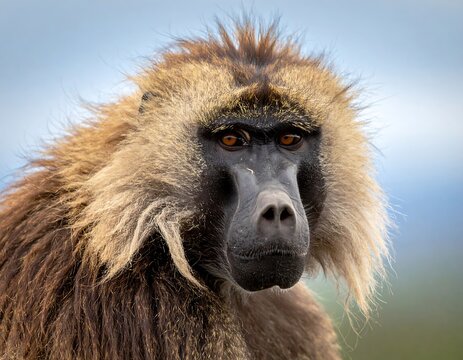 Close-up of a Gelada monkey with striking eyes and detailed fur against a blurred sky background