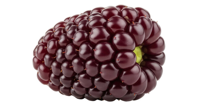 Freshly picked tayberry fruit isolated PNG, a hybrid of blackberry and raspberry with a deep burgundy color on transparent background