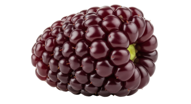 Freshly picked tayberry fruit isolated PNG, a hybrid of blackberry and raspberry with a deep burgundy color on transparent background