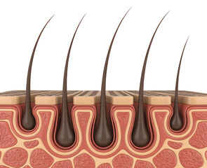 Cross section of human skin and hair follicles