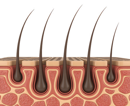 Cross section of human skin and hair follicles