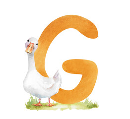 Orange english letter G with cartoon goose on green grass lawn, hand drawn watercolor illustration isolated on white. Pastel farm poultry clip art for children's games, learning, kids alphabet design