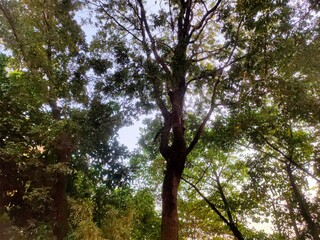 Dense and green foliage illuminated by sun light