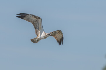 High flight of raptor Osprey (Pandion haliaetus) in blue sky, observing its territory in search of prey