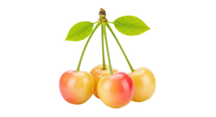 Rainier cherries isolated PNG on transparent background, fresh yellow and red fruit with green leaves for healthy eating and summer designs