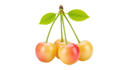 Rainier cherries isolated PNG on transparent background, fresh yellow and red fruit with green leaves for healthy eating and summer designs
