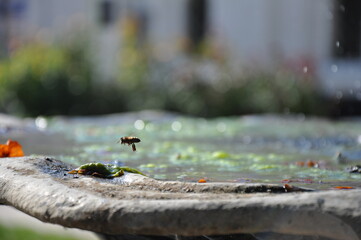 flying bee