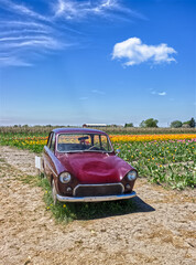 An old automobile parked inside a tulip farm in Niagara On the Lake, ON, Canada