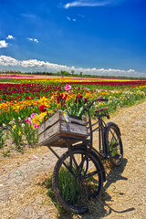 A small bike with a flower basket in front of the tulip farm in Niagara On the Lake, ON, Canada