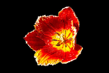 Closeup of a Red tulip with a yellow center in a tulip farm in Niagara On the Lake, ON, Canada