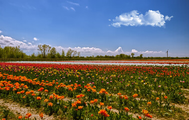 Spectacular display of flowers at the tulip farm in Niagara On the Lake, ON, Canada