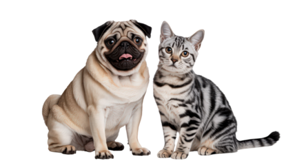 Adorable Pug Dog And Cute Silver Tabby Cat Sitting Together On Transparent Background For Domestic Animal Companionship And Pet Friends Or Family Member Relationship And Canine Feline