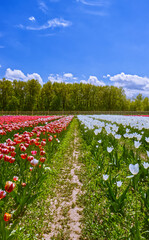 Red and White tulips at the tulip farm in Niagara On the Lake, ON, Canada