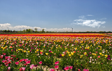 The red and yellow tulip line at the center defines the arrangement at the tulip farm in Niagara On the Lake, ON, Canada