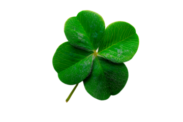 four leaf clover isolated green clover isolated on white