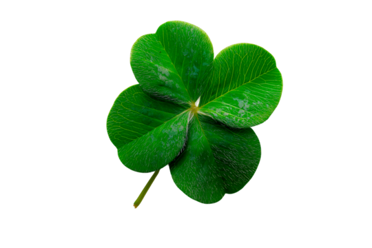 four leaf clover isolated green clover isolated on white - Powered by Adobe