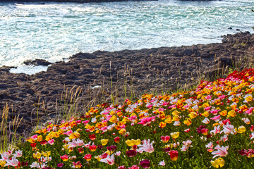 Tulips on the banks of a flowing river with dry banks