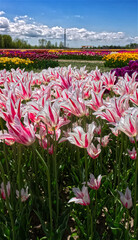 Beautiful white tulips with pink stripes at the tulip farm in Niagara on the Lake, ON, Canada