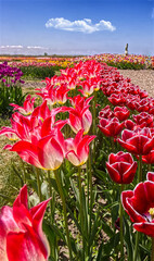 Bright pink, red tulips at the tulip farm in Niagara on the Lake, ON, Canada