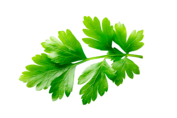 parsley isolated on white background