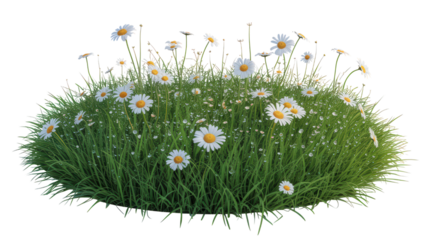 Bunch Of Wild Daisy Flowers In Full Bloom With Green Grass And Leaves Growing For Garden Decor And Spring Season And Fresh Environment Or Outdoor Meadow Field And Flora Growth