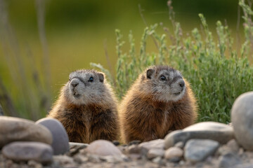Yellow-bellied marmot juvenile siblings peek out from the den