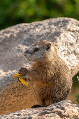 A juvenile yellow-bellied marmot eating a wildflower that was right outside the den