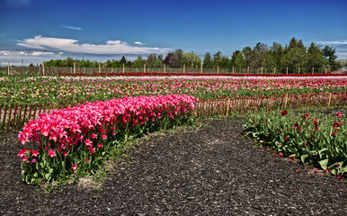 Mulch in black adds to the contrast of the colorful tulips... Niagara on the Lake, ON, Canada