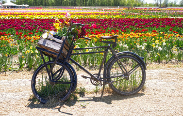 Beautiful basket with tulips on a parked bike at the tulip farm. Niagara on the Lake, ON, Canada