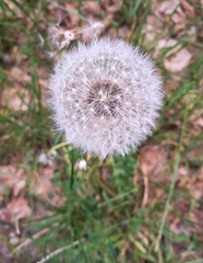 Dandelion close up. Nature of Poland.