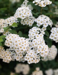 Close up of white spiraea flowers. Natural Background.