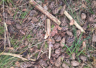 Forest litter as nature background.