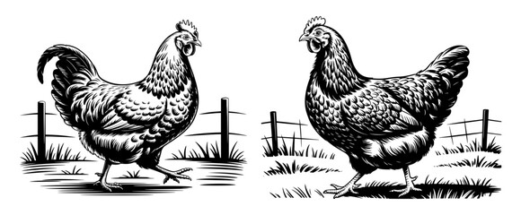 Two detailed monochrome chickens standing in a grassy field with a simple wooden fence behind them