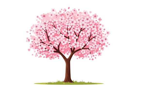 Beautiful pink cherry blossom tree in full bloom standing on a patch of green grass isolated on a plain white background.