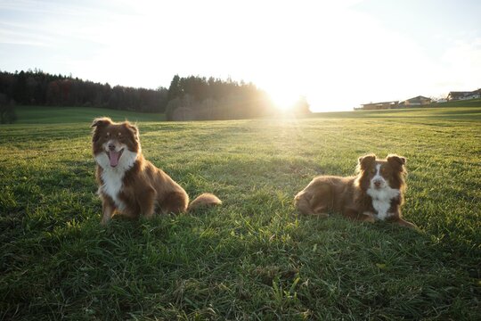 Two Australian Shepherds in Sunny Green Field