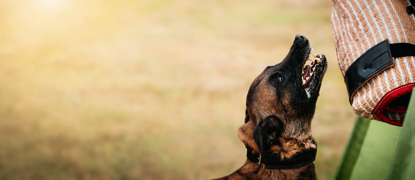 Belgian Malinois Bite Training with Sleeve Outdoors. A brown and black Belgian Malinois grips a protective bite sleeve during outdoor training. Mondioring. IGP.