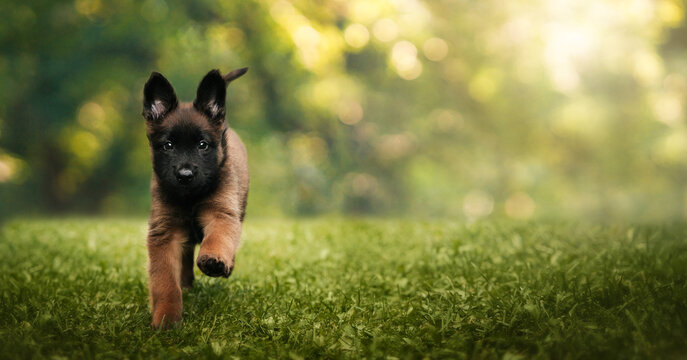 Tervuren Puppy Running on Grass Outdoors. A Tervuren puppy runs playfully across green grass in soft natural light. The young working breed looks energetic and curious, surrounded by a vibrant blurred