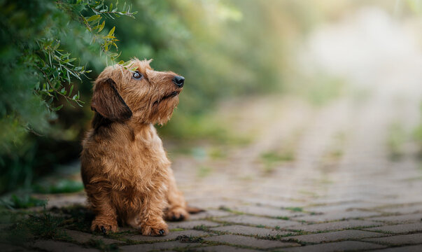 Wirehaired Dachshund Sitting on Path by Green Bushes. A wirehaired Dachshund sits on a paved path beside lush green bushes, looking up attentively in soft sunlight.