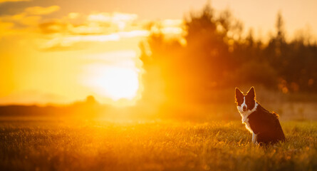 Border Collie Sitting in Golden Sunset Field. A Border Collie sits in a grassy field at golden sunset, backlit by warm sunlight and glowing haze.