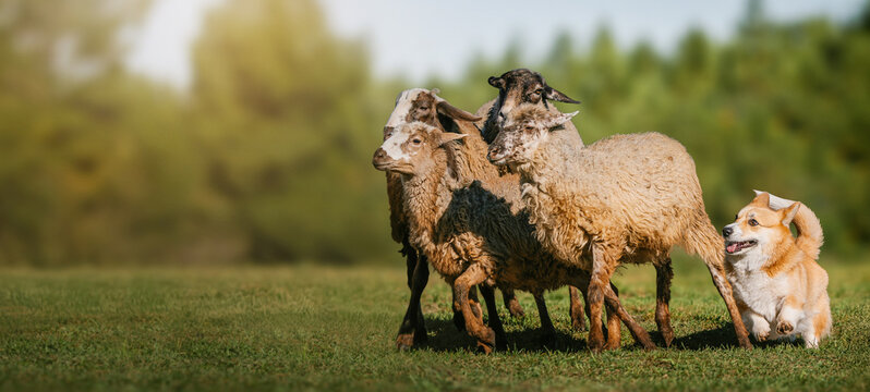 Pembroke Welsh Corgi Herding Sheep on Green Field. A Pembroke Welsh Corgi drives a small flock of sheep across a grassy field, showing natural herding instinct. 